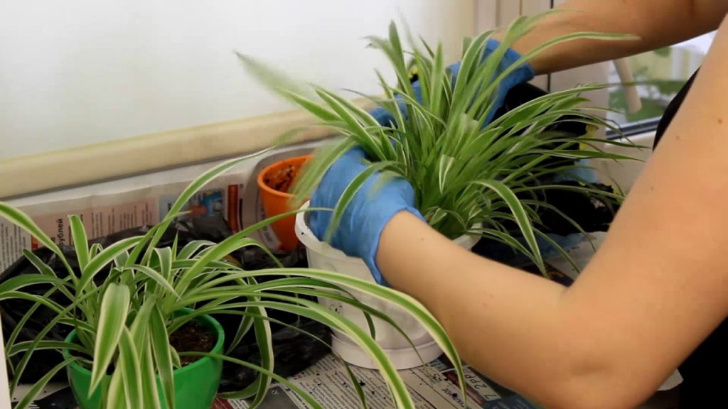 Перевалку в свежую землю проводят аккуратно, удаляя сухие листочки и подгнившие корешки