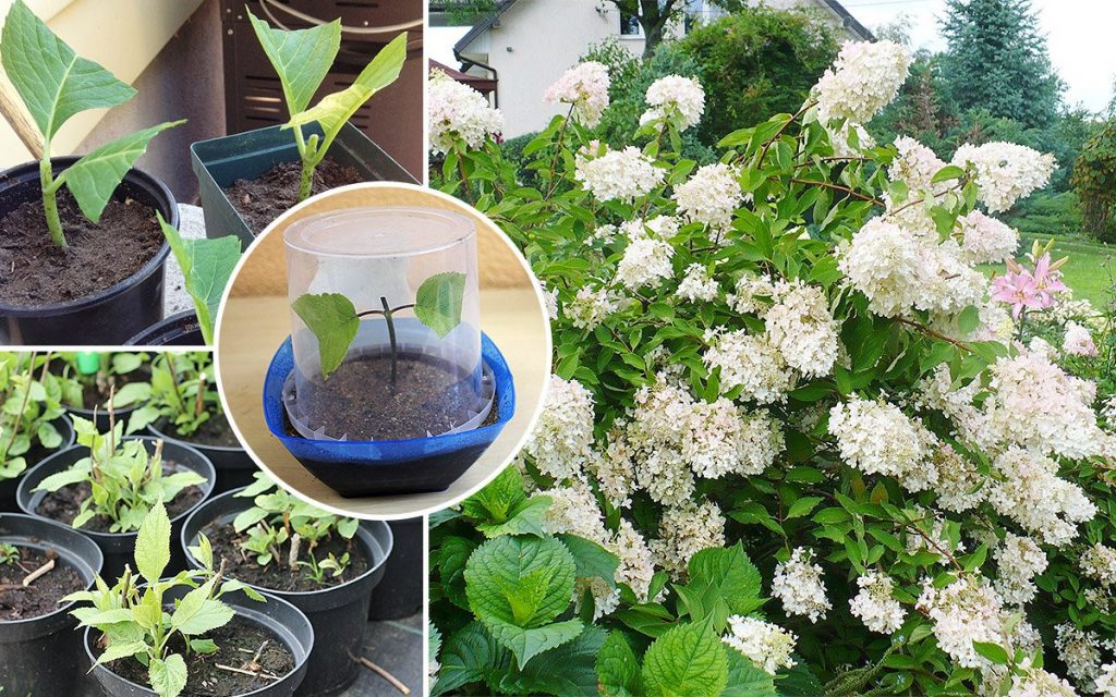 Вегетативное размножение, позволяющее полностью копировать качества материнского растения