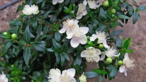 Мирт: Описание, Виды, Посадка, Уход | 25 Фото +Отзывы