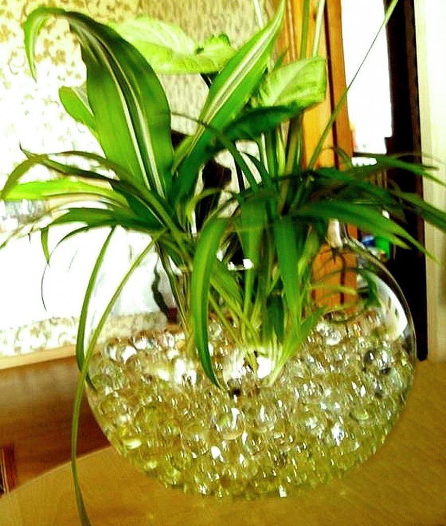 Один из современных методов выращивания комнатных растений