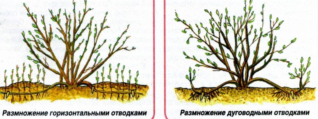 Схема получения отводок от взрослого куста гортензии