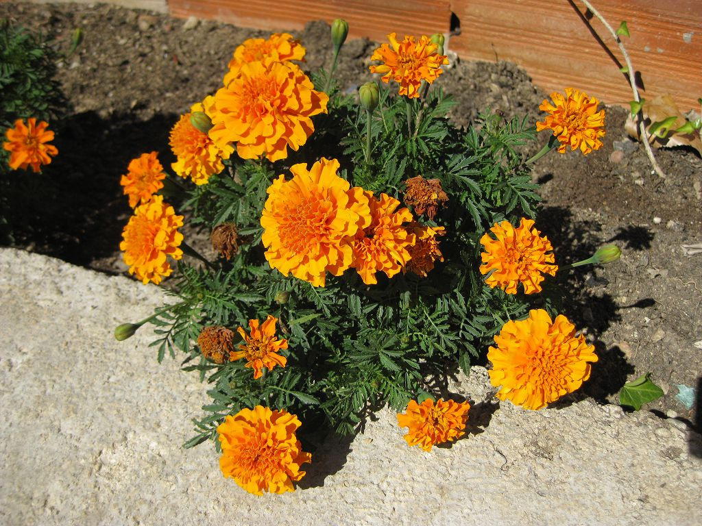 Бархатцы – лучший отпугиватель многих вредителей