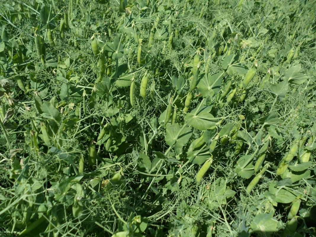 Бобовые растения могут отвлечь вредителей на себя