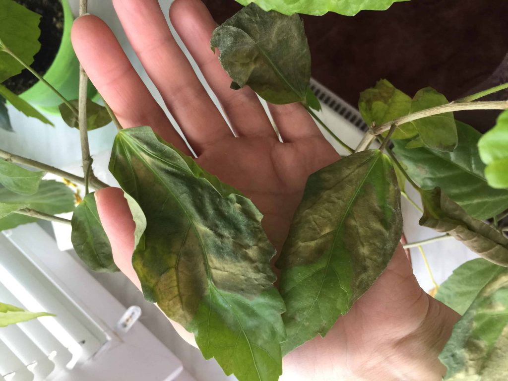 Появление желтых пятен на листьях говорит о сухом климате, недостаточных поливах или избытке света