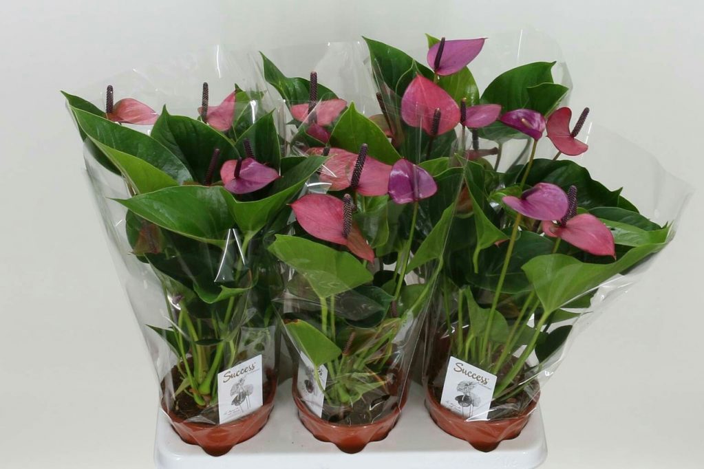 Путем вегетативного размножения получают несколько экземпляров молодых растений, которые являются точной копией материнского