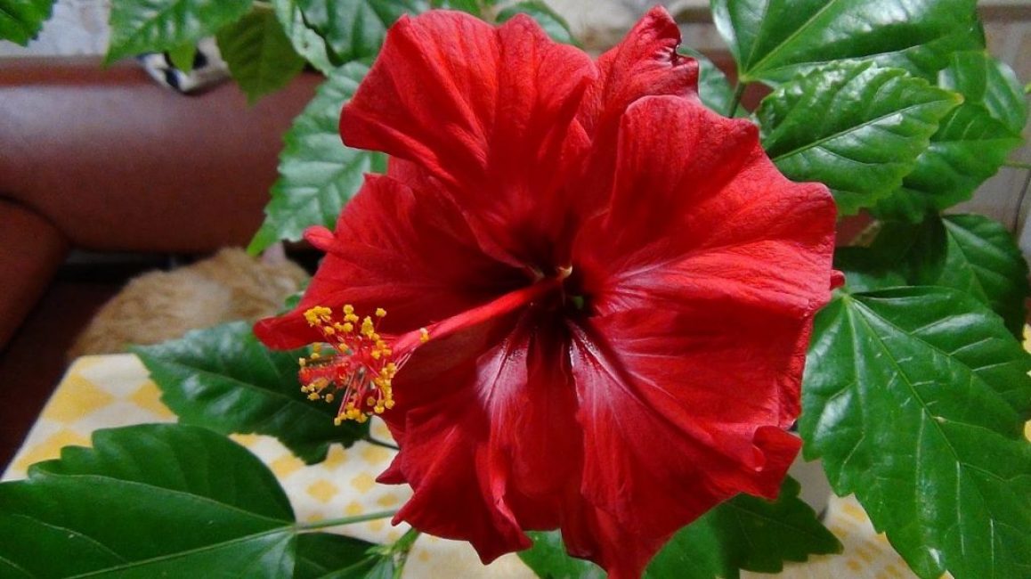 Красный цвет и крупный венчика цветка - визитная карточка гибискуса китайского