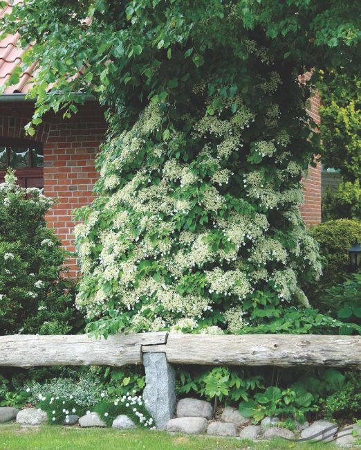 Гортензия черешковая