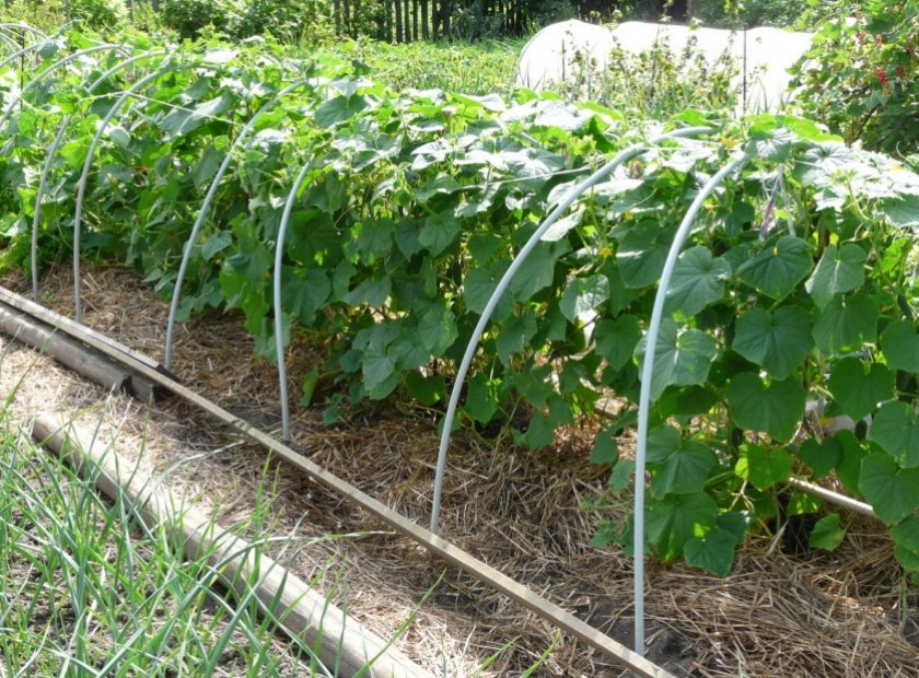 Огурцы в открытом грунте на опорах в виде арок
