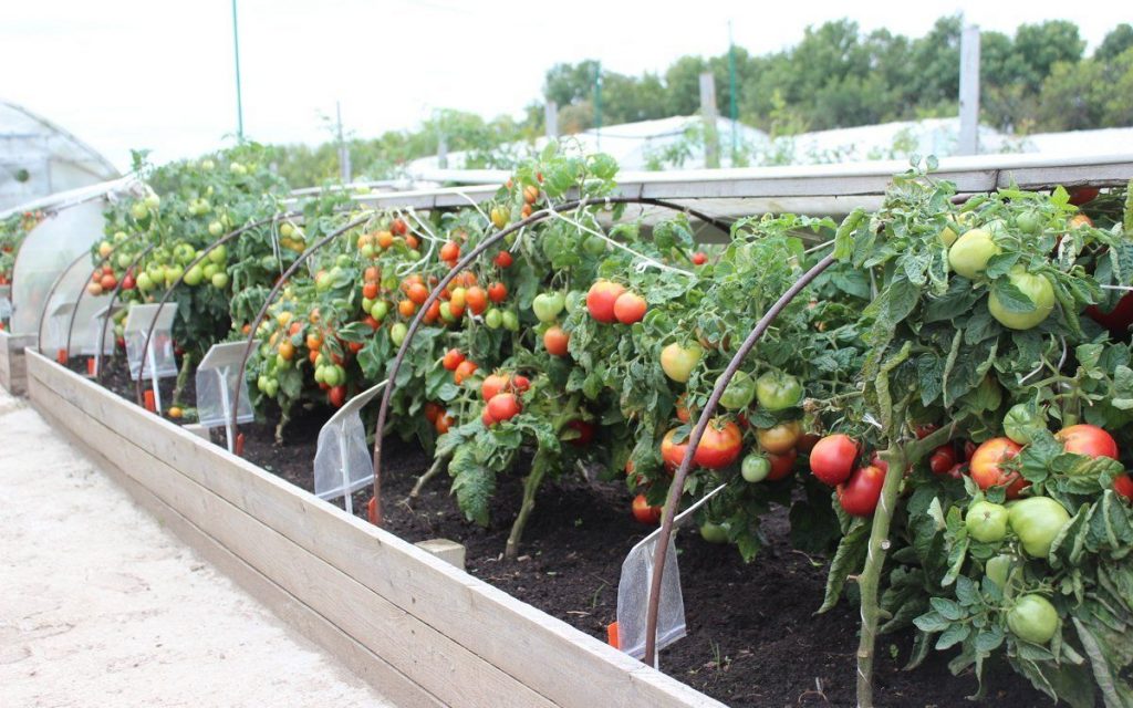 Помидор – один из правильных предшественников огурцов и вообще, тыквенных культур