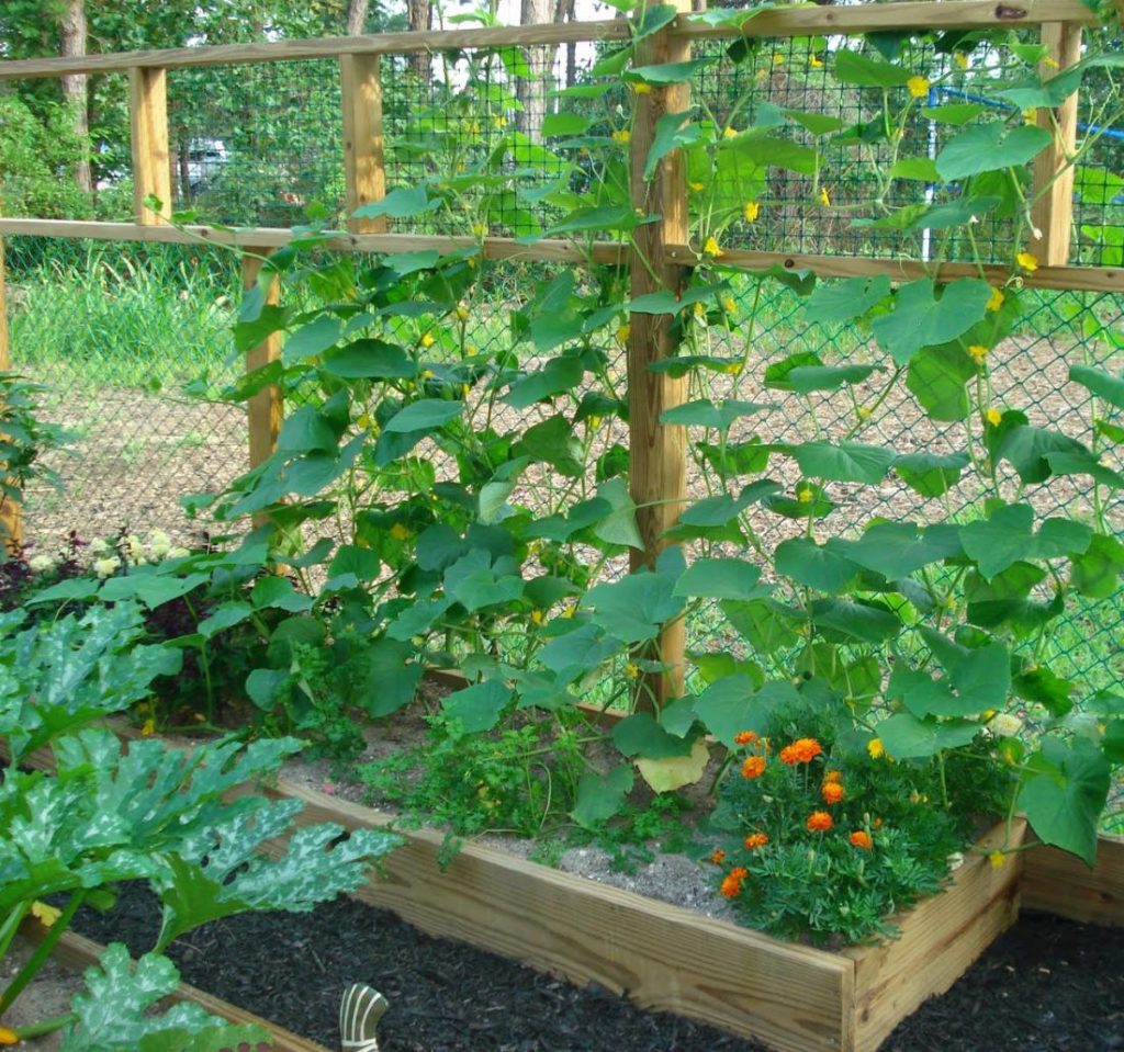 Высокие грядки – гарантия сохранения тепла для корневой системы огурца