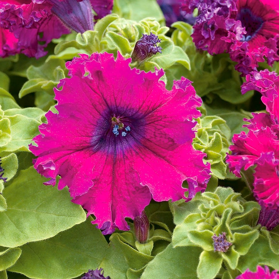 Петуния Grandiflora fimbriata
