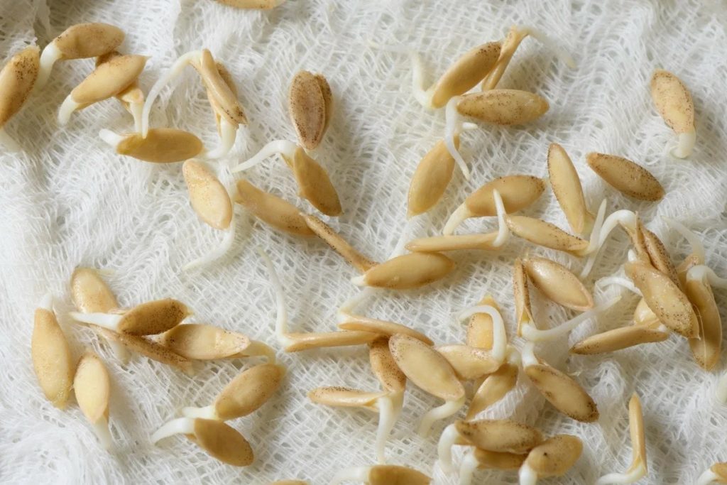 Замачивание семян огурцов перед посадкой