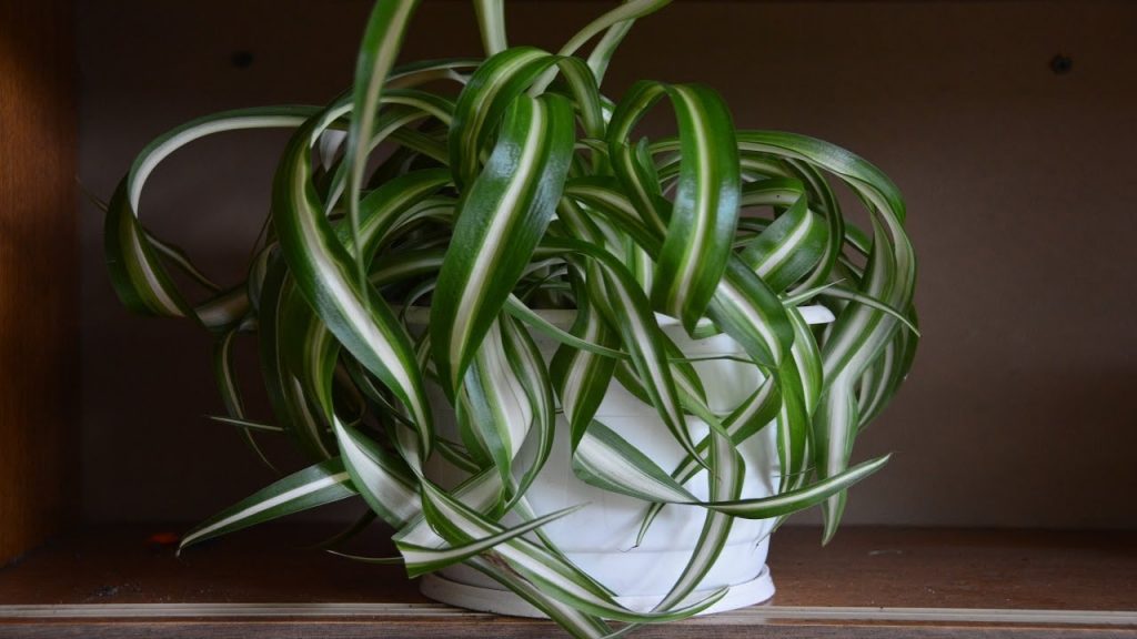 Скрученные, кудрявые листья придают растению необычную форму