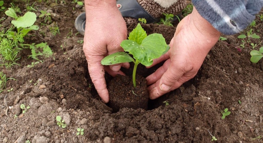 Пересадка рассады в открытый грунт