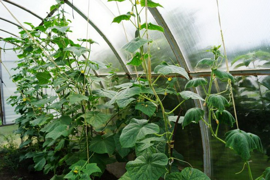 Формирование огурцов на вертикальных нитях