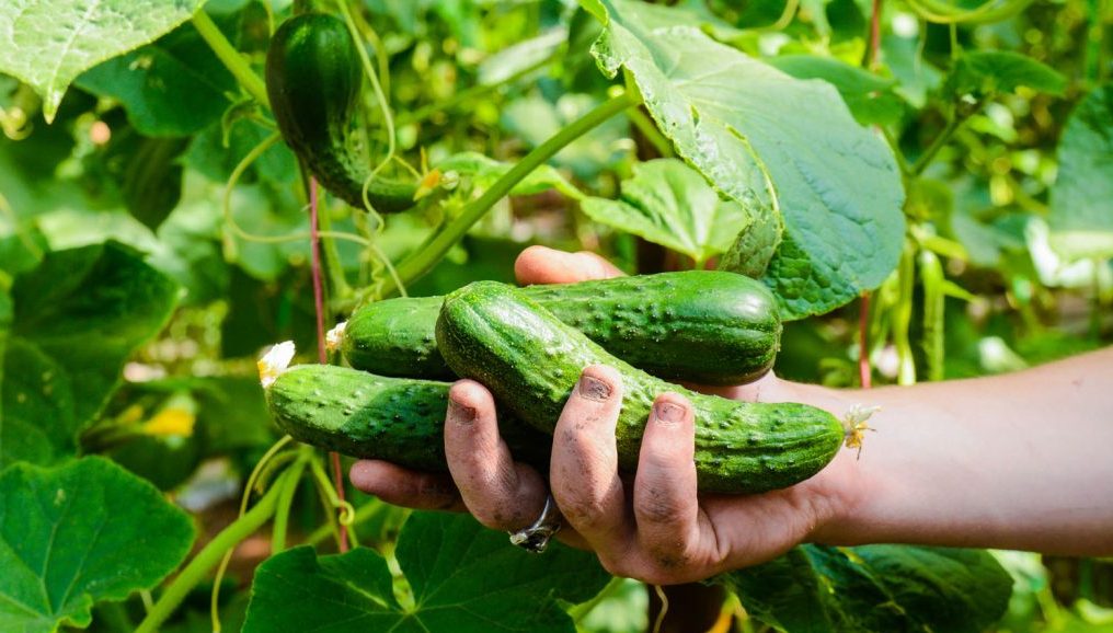 Урожай огурцов
