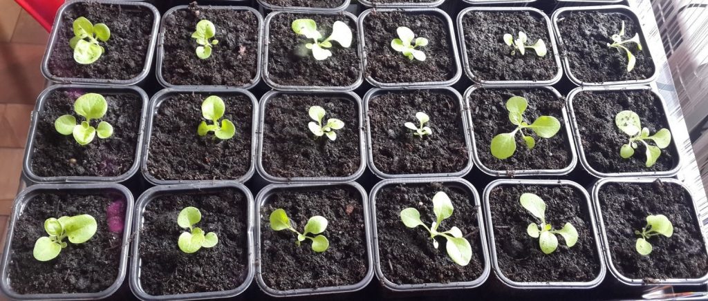 Петуния после первой пикировки