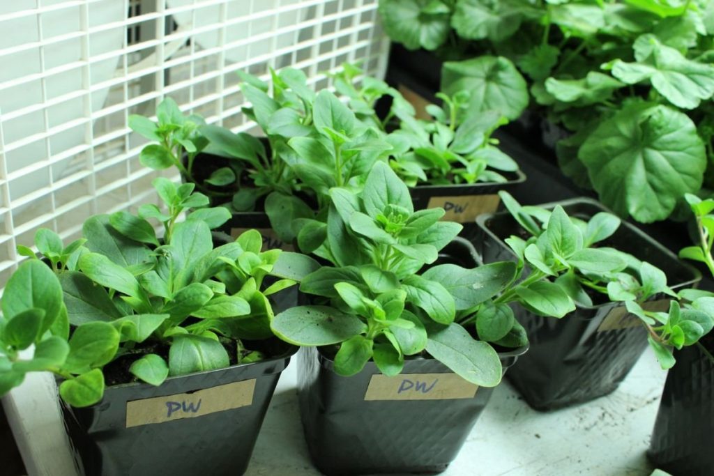 Молодые растения в горшочках