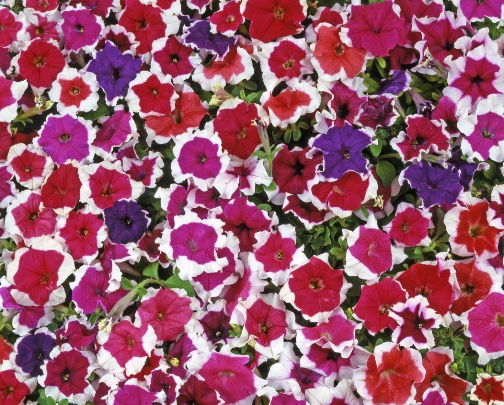 Цветение петунии