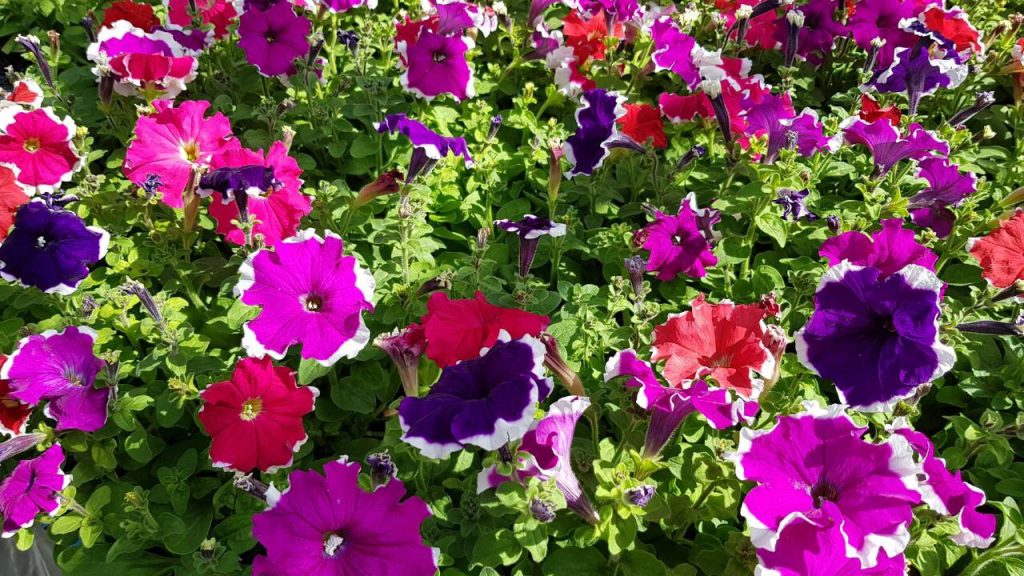 Здоровые растения