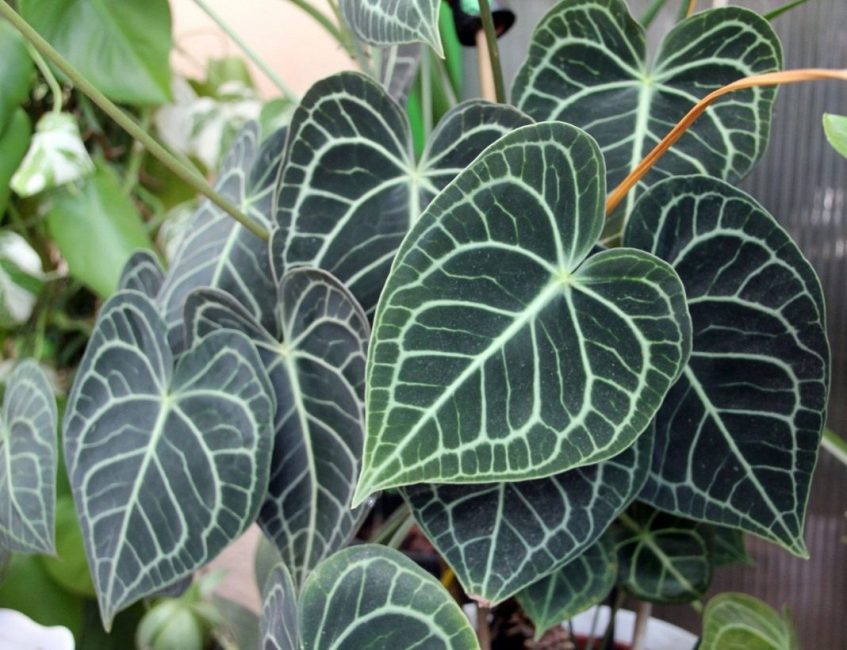 Листья со светлыми прожилками, золотисто-изумрудного оттенка не нуждаются в дополнительном цветочном обрамлении