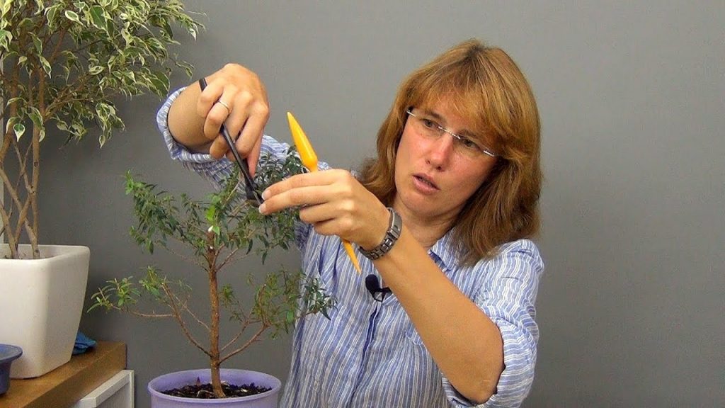 Мирт хорошо переносит обрезку, поэтому ему придают желаемую форму