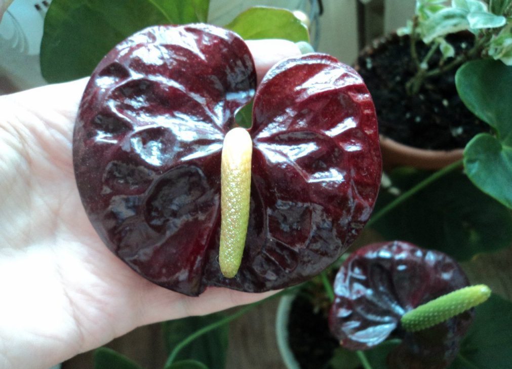 Кроваво-бордовый цветок одновременно пугает и притягивает взгляд.