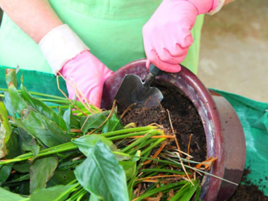 При пересадке землю меняют полностью. Куст можно разделить на несколько частей, рассадив в небольшие горшки