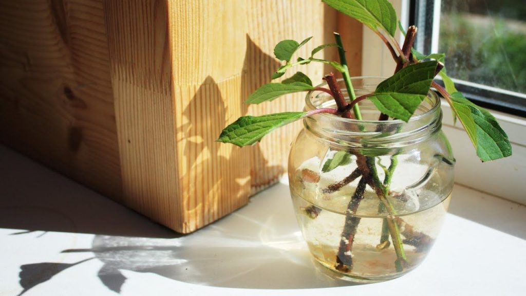 Формирование корневой системы черенков китайского розана