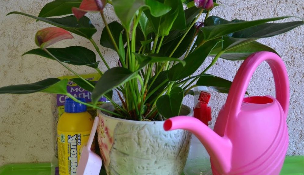 Тропическое растение нуждается в обильном увлажнении