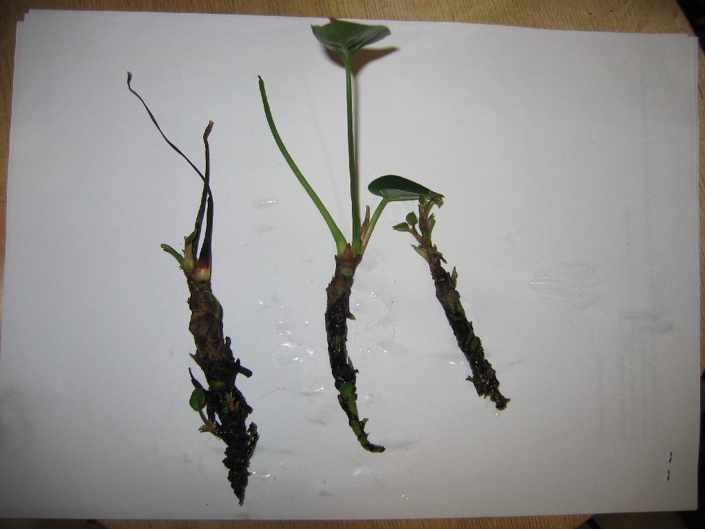 Антуриум - размножение и укоренение