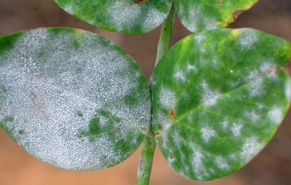 Белый налет на листьях петунии или мучнистая роса