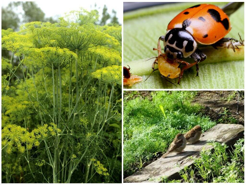 Биологические методы борьбы с тлёй