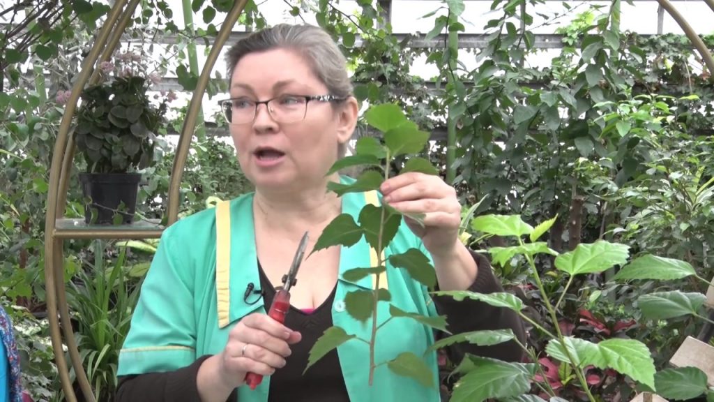 Черенкование гибискуса