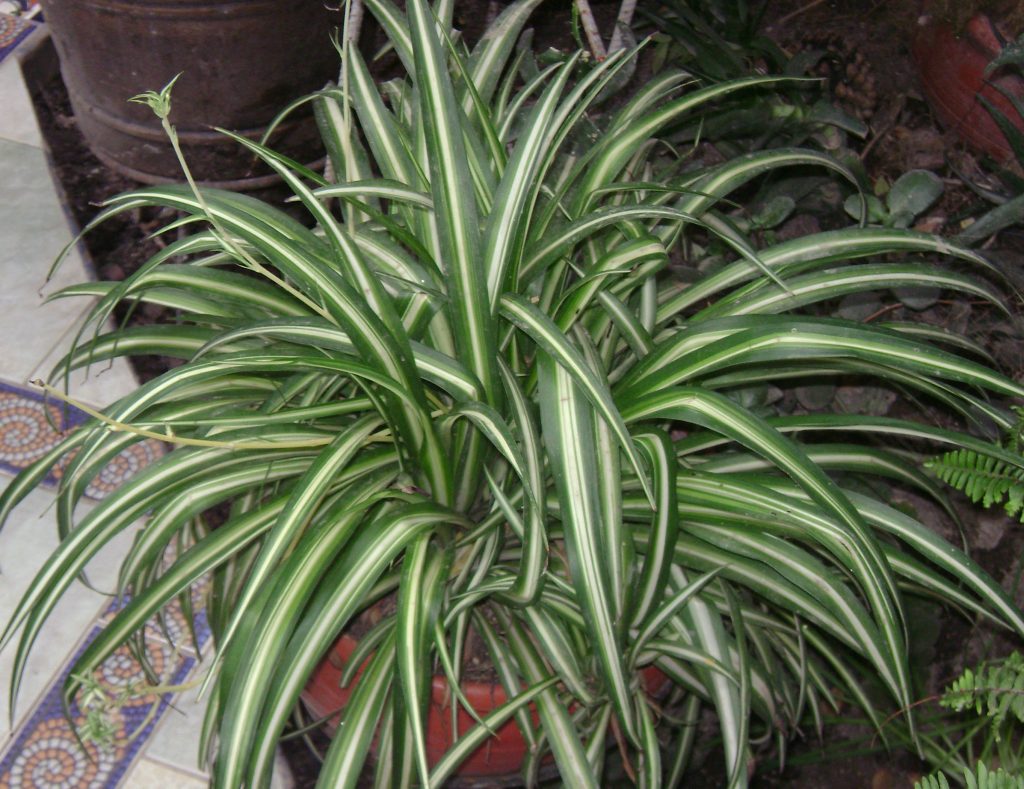 Chlorophytum сomosum