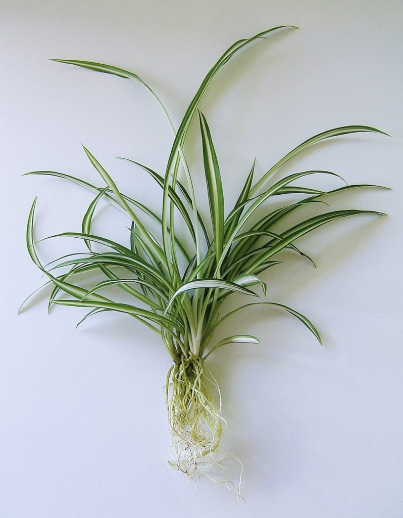 Хлорофитум размножение Chlorophytum comosum