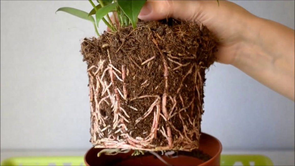 Деление крупного растения дает возможность получить несколько экземпляров, которые быстро идут в рост, формируя полноценный куст