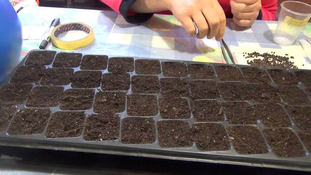 Гибискус - посадка семян