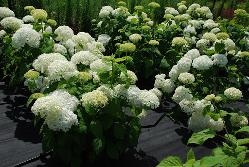 Гортензия древовидная