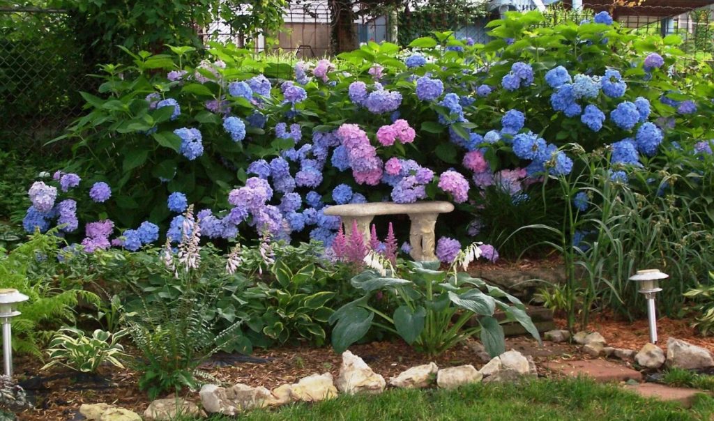 Гортензия выращивание и уход в саду