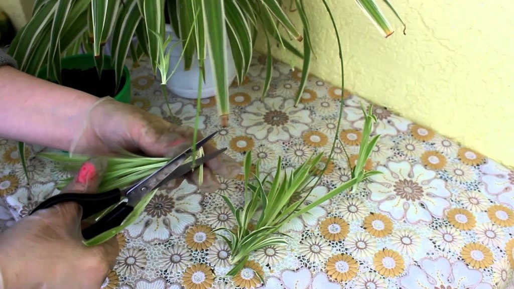 Хлорофитум. Размножение