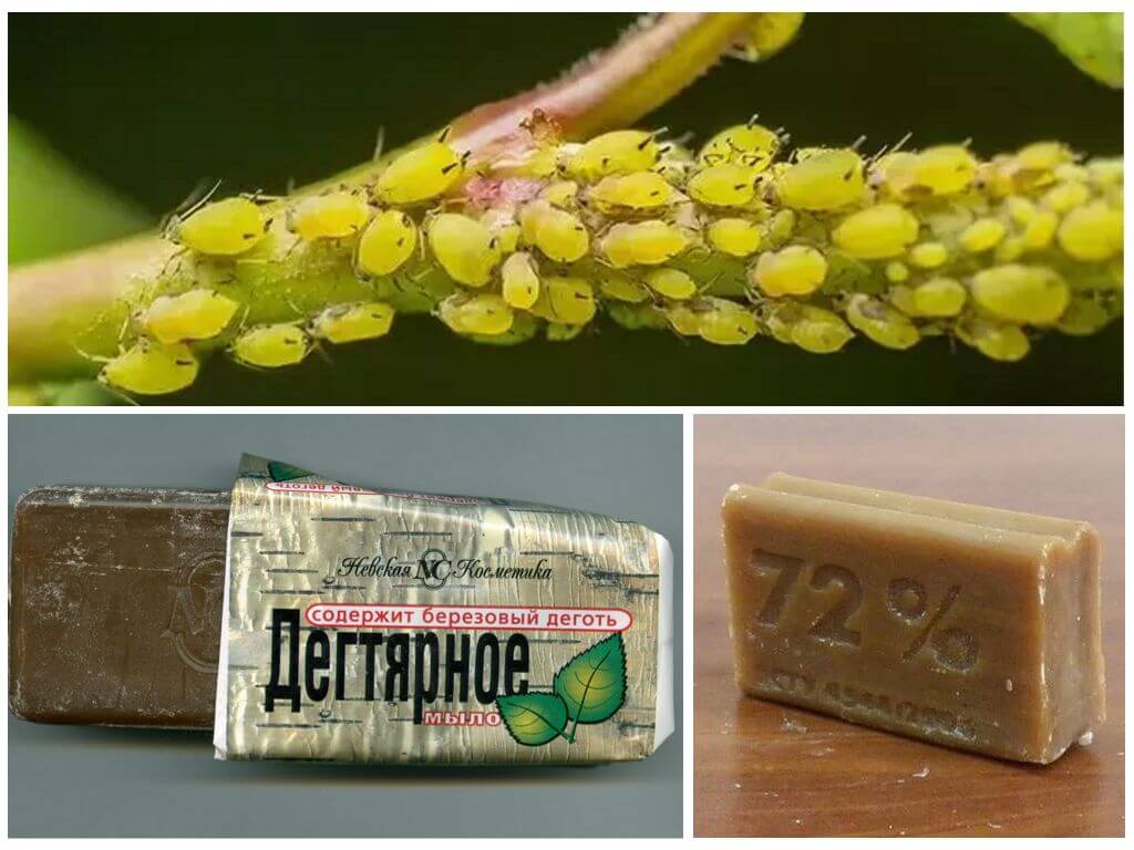 Народные средства борьбы с тлёй