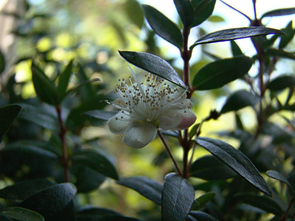 Мирт обыкновенный в домашних условиях