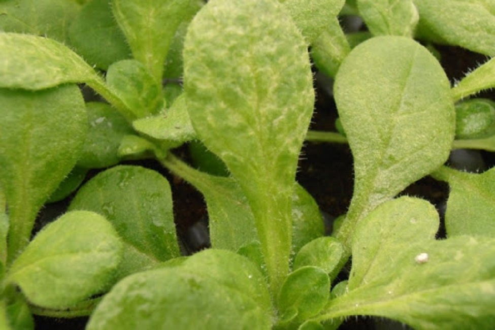 Напасть на Петунию, похожая на Табачную Мозаику