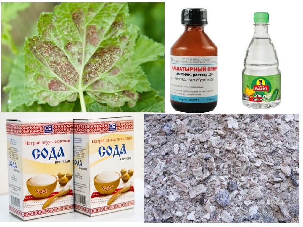 Народные средства борьбы с тлёй