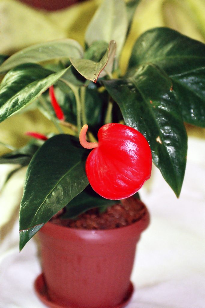 Необычный цветок придает растению сказочный, нарядный вид