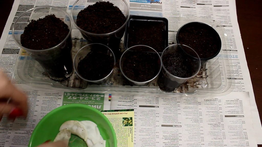 Посадка семян