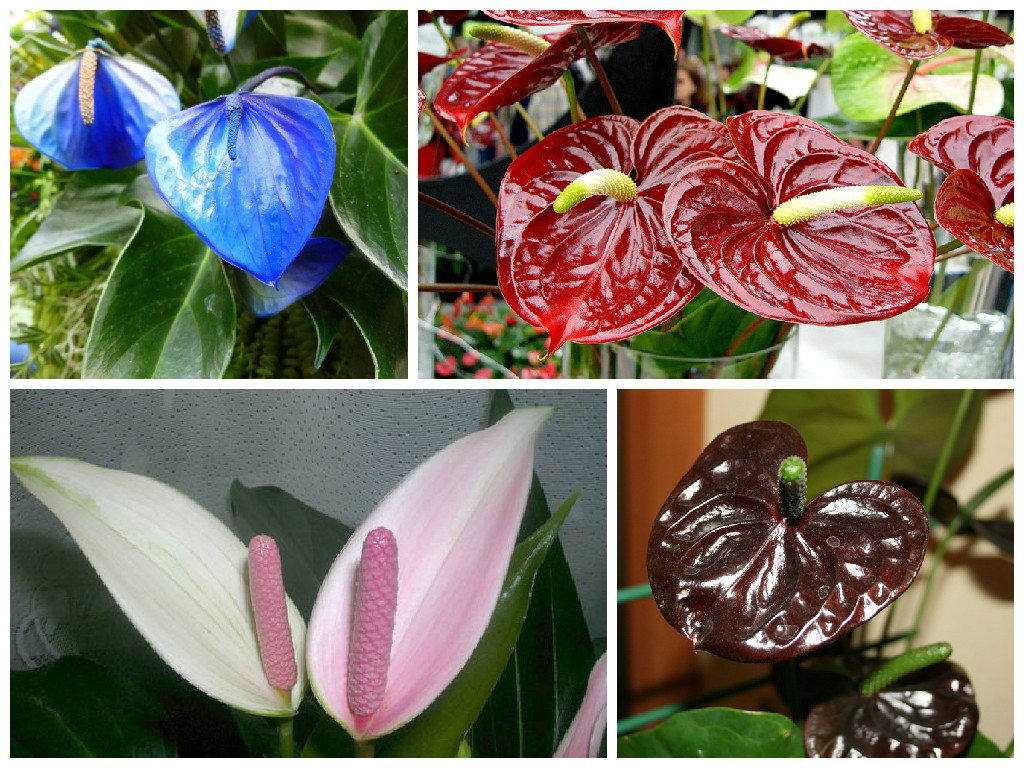 Разновидности антуриумов