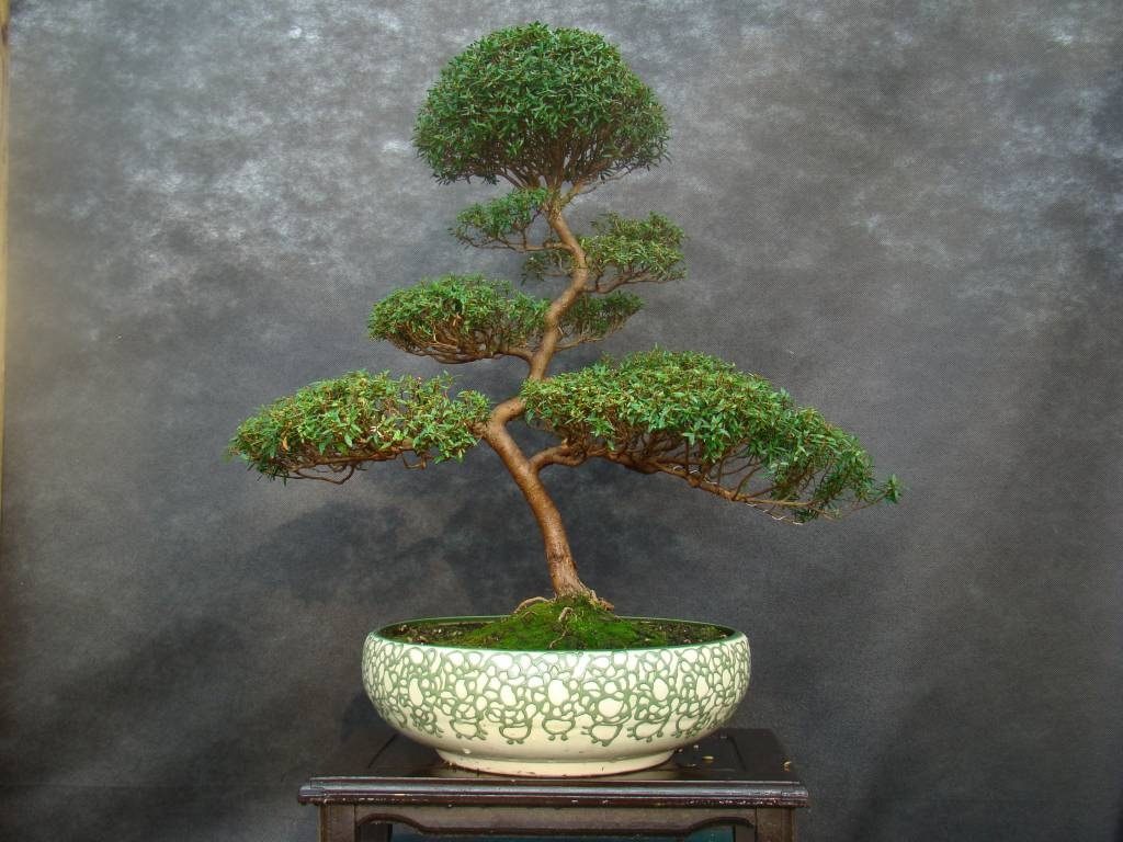 Создание бонсая из мирта - это особый подход, творчество и искусство