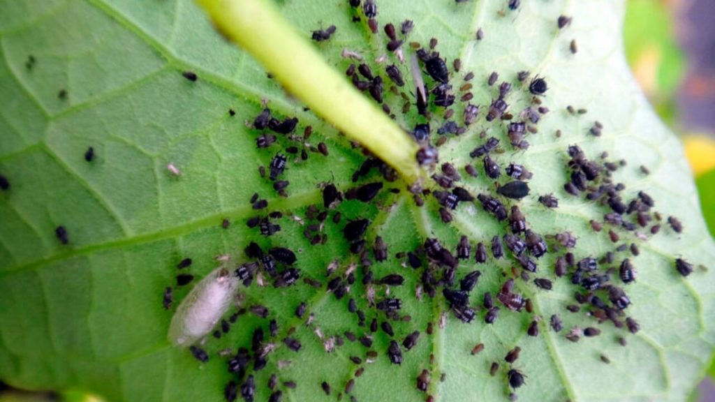 Тля на садовых растениях